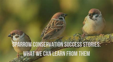 Conservation efforts in action, protecting sparrow habitats and populations